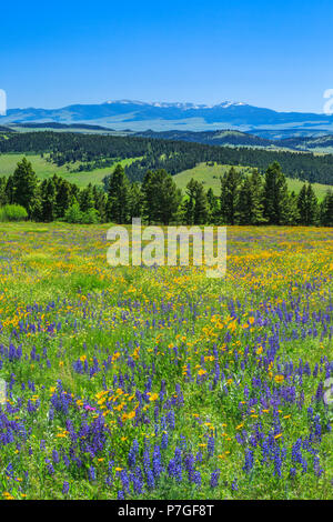 Wildblumen in der Wiese des oberen Smith River Basin in der Nähe von White Sulphur Springs, Montana Stockfoto