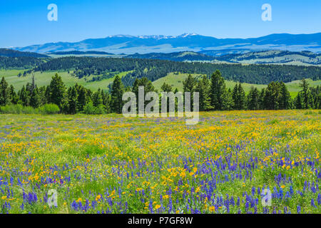 Wildblumen in der Wiese des oberen Smith River Basin in der Nähe von White Sulphur Springs, Montana Stockfoto