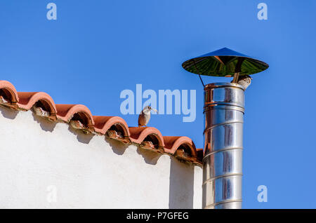 Paar Spatzen, einer mit einem kleinen Zweig im Mund, die versuchen, ihr Nest auf dem Schornstein ein Haus zu bauen Stockfoto