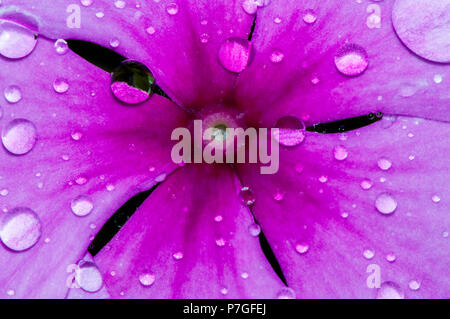 Makroaufnahme eines rosa Blume voller Regen fällt. Platz für Ihren Text kopieren, Tapeten Stockfoto