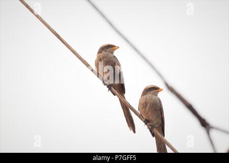 Yellow-billed Shrike (Corvinella corvina togoensis) in Ghana, Westafrika Stockfoto