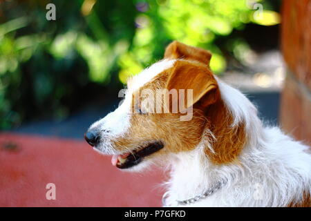 Russell, Jack Russell Terrier Welpen Stockfoto