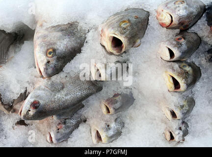 Barsch Fisch auf Eis am Fischmarkt Stockfoto