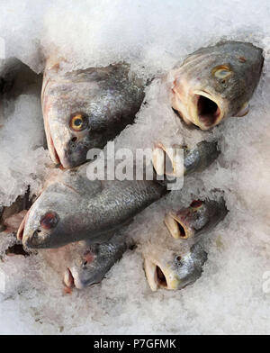 Barsch Fisch auf Eis am Fischmarkt Stockfoto