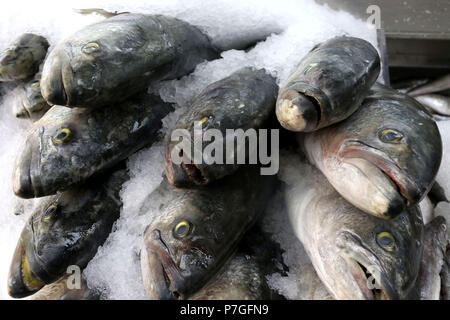 Die großen blauen Fisch auf Eis am Fischmarkt Stockfoto