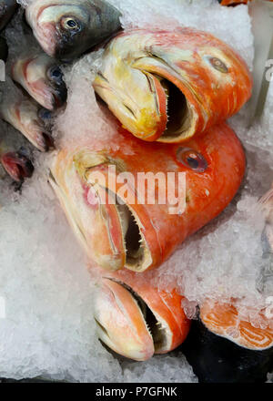 Wild ganze Red Snapper auf Eis Stockfoto