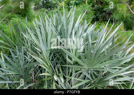 Silber Sägepalme (Serenoa repens) Pflanze Palm Blätter - Davie, Florida, USA Stockfoto