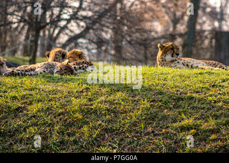 Porträt einer wunderschönen afrikanischen Geparden wilde Katze Stockfoto