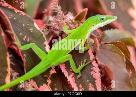 Grün Carolina (anole Anolis carolinensis) closeup auf Rot copperleaf Pflanze Blätter (Acalypha wilkesiana) - Pembroke Pines, Florida, USA Stockfoto