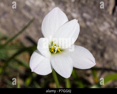 Zephyranthes weiße Blume, auch als Zephyr Lily, regen Lilie, weiße Cuneata und anderen Namen bekannt, sechs Blütenblätter Blume mit sechs Staubblätter und Stil Stockfoto