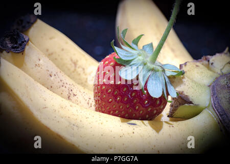 Bananen und eine Saftige Erdbeeren, frisch aus dem Garten gepflückt, in Jamaika angebaut Stockfoto