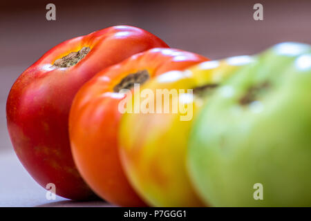Tomaten in verschiedenen Phasen der Reifung. Konzept. Schwerpunkt liegt auf der roten Tomaten. Stadien sind Grün und dann drehen sie Rot leuchtet dann rot. Stockfoto
