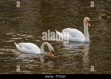 Isolierte Swan ist das Schwimmen im warmen Wasser Stockfoto