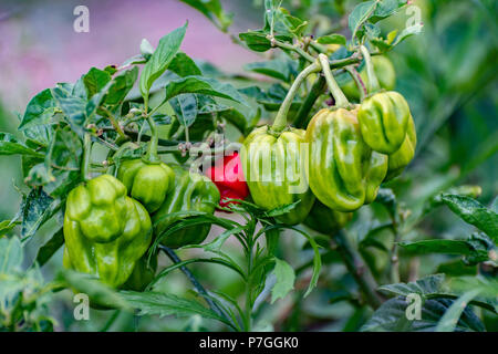 Reifen roten und grünen Farben der Jamaikanischen pikant gewürzt, Scotch Bonnet Pepper hängen von Pflanzen im Garten. Stockfoto