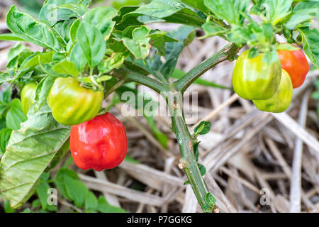 Reifen roten und grünen Farben der Jamaikanischen pikant gewürzt, Scotch Bonnet Pepper hängen von Pflanzen im Garten. Stockfoto