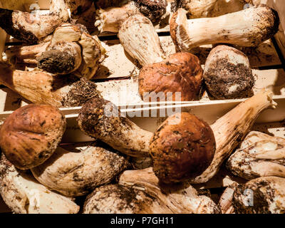 Steinpilze zum Verkauf auf dem Markt Stockfoto