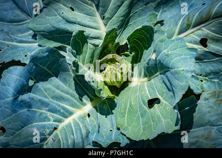 Nahaufnahme auf jungen Kohl Gemüseanbau im Bereich im Freien mit vielen Löcher in die Blätter von Insekten. Stockfoto