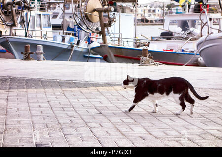 Schwarze und weiße Katze Spaziergänge entlang der Boote im Dock. Stockfoto