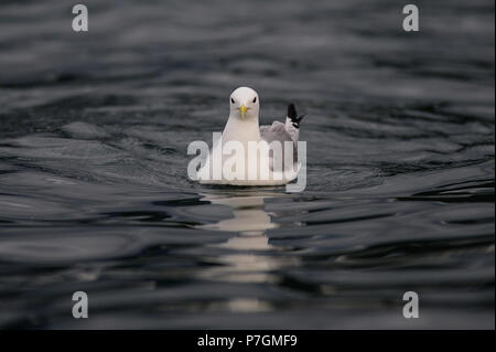 Sturmmöwe schwimmend auf der Nordsee, romsdalsfjord, Norwegen (Larus canus) Stockfoto