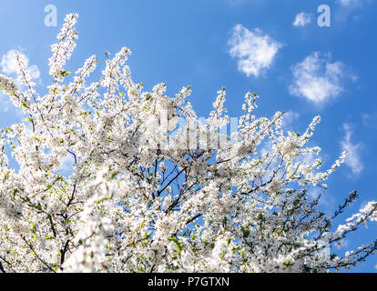 Weiß Cherry Plum Blumen oder Prunus xerasifera Blumen, cherry tree blossom. Cherry Tree Branches mit weißen Blumen gegen die blaue Feder abgedeckt Stockfoto