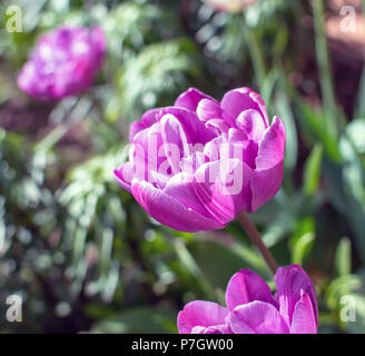 Wunderschöne lila Doppel Spät blühenden Tulpen Tulpen (Pfingstrose) Gattung tulipa hybrid Arten unter den Morgen Frühling Sonne. Stockfoto