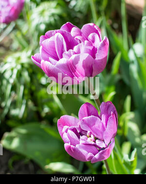 Wunderschöne lila Doppel Spät blühenden Tulpen Tulpen (Pfingstrose) Gattung tulipa hybrid Arten unter den Morgen Frühling Sonne. Stockfoto