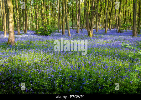 Wald Landschaft der bluebells über Waldboden mit Bäumen im Hintergrund, Leicestershire, England, Großbritannien Stockfoto