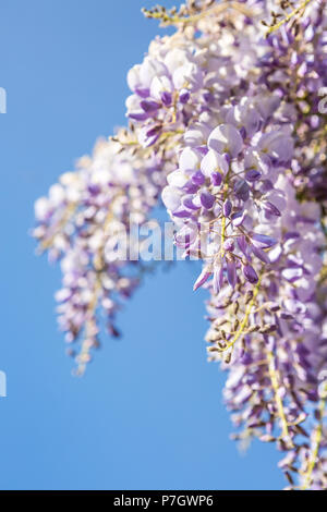 In der Nähe von Veilchen Wisteria Baum in voller Frühling Blüte im Mai mit blauen Himmel als Hintergrund, West Midlands, England, Großbritannien, Europa Stockfoto