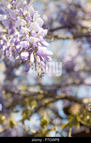 In der Nähe von Veilchen Wisteria Baum in voller Frühling Blüte im Mai mit verschwommenen Hintergrund von Zweigen und Blumen, West Midlands, England, Großbritannien, Europa Stockfoto