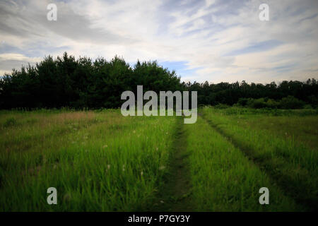 Zwei Titel Straße führt durch die Wiese in den Wald bei Nacht Stockfoto