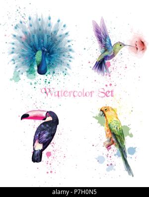 Aquarell Vögel set Vektor. Peacock, Papageien, Kolibris Abbildung Stock Vektor