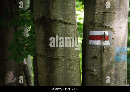 Ustrzyki Górne, Parque Nacional Bieszczady, Reserva de la UNESCO llamada Reserva de la Biosfera Carpática orientalisch, voivodato de La Pequeña Polonia, Cárpatos, Polonia, Osteuropa. Stockfoto