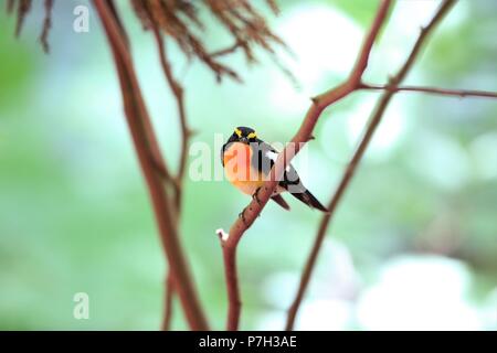 Narzisse Schopftyrann (Ficedula narcissina) männlich in Japan Stockfoto