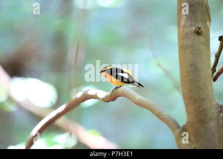 Narzisse Schopftyrann (Ficedula narcissina) männlich in Japan Stockfoto