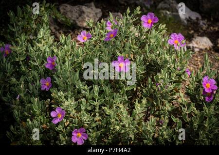 Jara Blanca, Cistus Albidus, Puntals de Valldurgent, Sierra de Tramuntana, Palma, Mallorca, Balearen, Spanien, Europa. Stockfoto