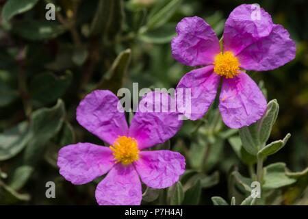 Jara Blanca, Cistus Albidus, Puntals de Valldurgent, Sierra de Tramuntana, Palma, Mallorca, Balearen, Spanien, Europa. Stockfoto