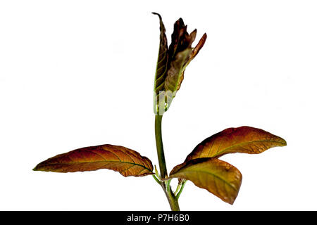 Nahaufnahme eines kleinen Zweig von madhumalti oder rangun Kriechgang auf eine weiße Fläche getrennt. Stockfoto