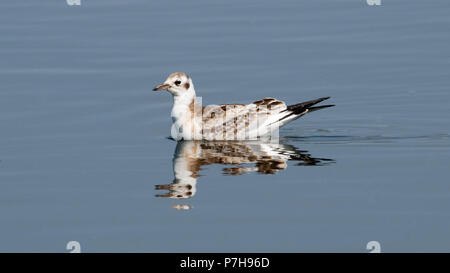 Juvenile Lachmöwe (Chroicocephalus ridibundus) Stockfoto