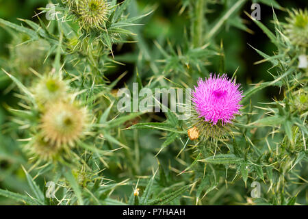 Speer Distel, Cirsium vulgare Blüte im Juni, Dorset, England, Vereinigtes Königreich Stockfoto