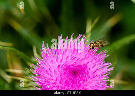 Britische hoverfly auf einen Speer Distel, Cirsium vulgare, im Sommer, Dorset, England, Vereinigtes Königreich Stockfoto