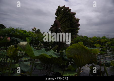 Thailand. 06. Juli 2018. Die Landwirte sind das Sammeln von Lotus Blumen im See in der Provinz Nonthaburi. Lotus Blume ist für die buddhistische Fastenzeit Tag gesammelt. Credit: Vichan Poti/Pacific Press/Alamy leben Nachrichten Stockfoto