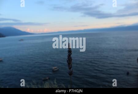Ozean hinter Lavendel Blume Stockfoto