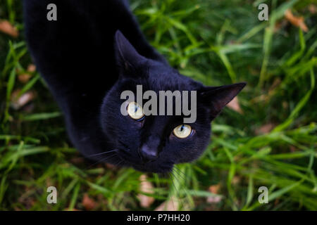 Schwarze Katze in die Kamera starrt, sitzen im Gras Stockfoto