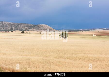 Campo de Getreidearten Bajo un Cielo de Lluvia, Murcia, Spanien. Stockfoto