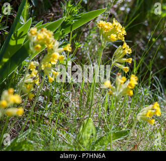 2018 Schlüsselblume Primula Veris oder Stockfoto