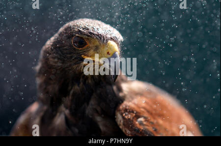 Rufus der Harris Hawk, die verwendet wird, um die Tauben vom Grundstück an Tag 5 der Wimbledon Championships in der All England Lawn Tennis und Croquet Club, Wimbledon zu halten. PRESS ASSOCIATION Foto. Bild Datum: Freitag Juli 6, 2018. Siehe PA Geschichte TENNIS Wimbledon. Photo Credit: John Walton/PA-Kabel. Einschränkungen: Nur für den redaktionellen Gebrauch bestimmt. Keine kommerzielle Nutzung ohne vorherige schriftliche Zustimmung der AELTC. Standbild nur verwenden - keine bewegten Bilder zu emulieren. Keine Überlagerung oder Entfernung von Sponsor/ad Logos. +44 (0)1158 447447 für weitere Informationen. Stockfoto