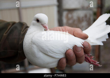 Eine weiße Taube in der Hand eines Mannes vor dem Start in die Flucht. Stockfoto