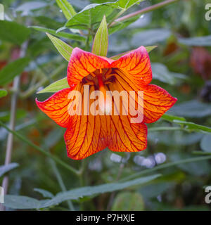 Canarina Canariensis, Kanarischen Glockenblume, endemisch auf den Kanarischen Inseln Stockfoto