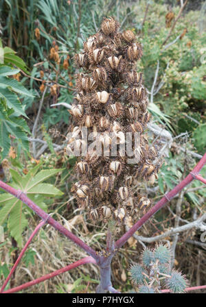 Castor Bean/Rizinus (Ricinus communis) Stockfoto