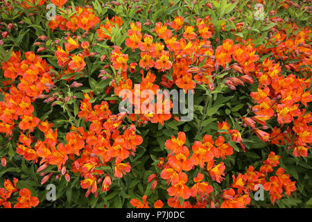 Peruanische Lily (Alstroemeria 'Flaming Star' / alstroemeriaceae) im Eden Project, Cornwall. Stockfoto